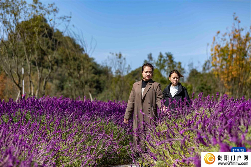 第三代试管婴儿流程指南,费用、过程、成功率全解读(图4) 贵州百里杜鹃:拓展旅游业态 激活秋冬旅游季(图4)