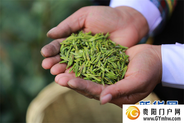 “贵州绿茶”元旦首采 品味黔茶的“早”与“净”(图5) “贵州绿茶”元旦首采 品味黔茶的“早”与“净”(图5)