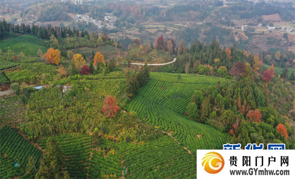 “贵州绿茶”元旦首采 品味黔茶的“早”与“净”(图6) “贵州绿茶”元旦首采 品味黔茶的“早”与“净”(图6)