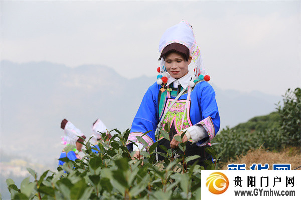 “贵州绿茶”元旦首采 品味黔茶的“早”与“净”(图8) “贵州绿茶”元旦首采 品味黔茶的“早”与“净”(图8)