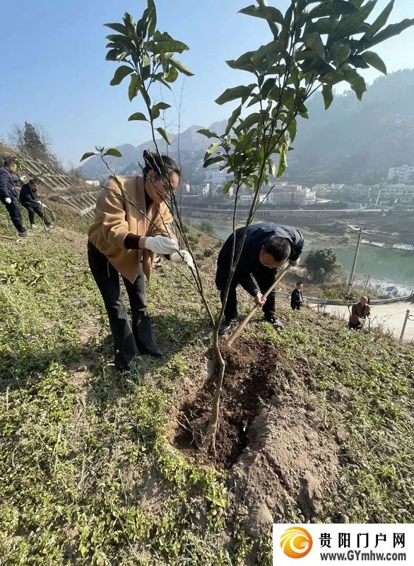 “植”此青绿 不负青山 贵州各地开展义务植树活动(图2) “植”此青绿 不负青山 贵州各地开展义务植树活动(图2)