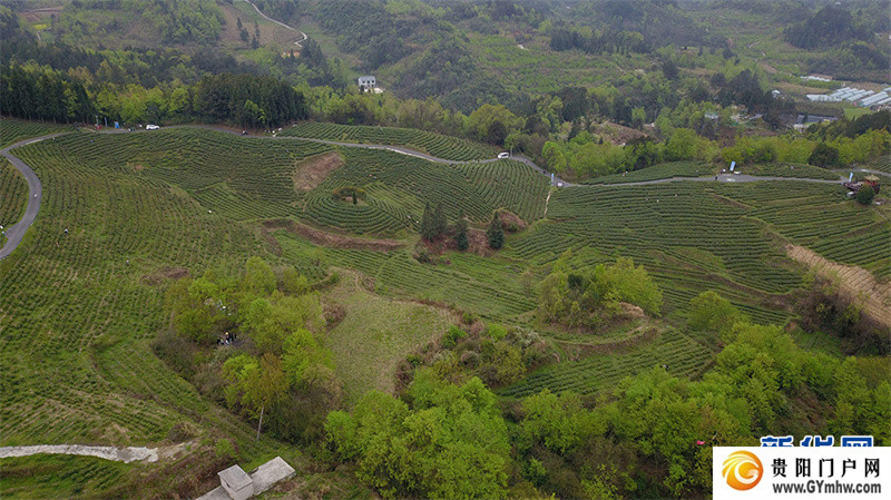 贵阳:美景茶香引客来(图2) 贵阳:美景茶香引客来(图2)
