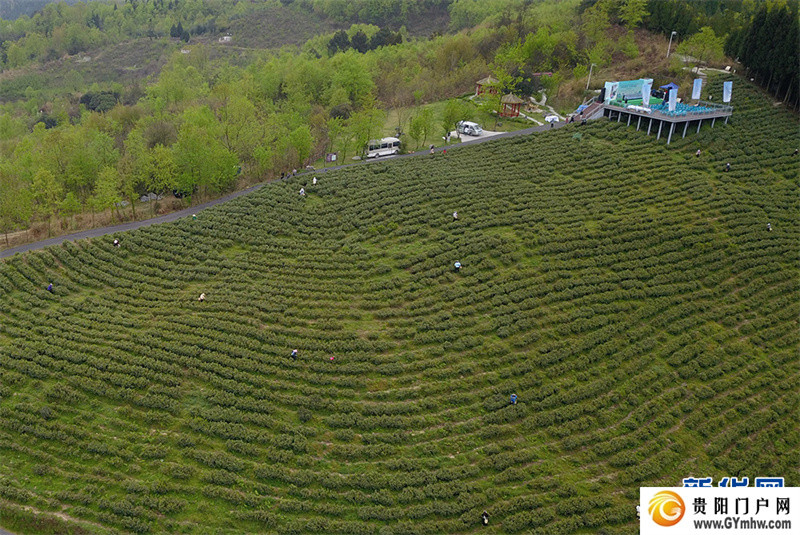 贵阳:美景茶香引客来(图4) 贵阳:美景茶香引客来(图4)