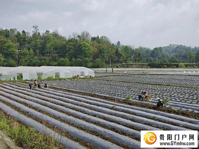 遵义新蒲:打造乡村产业新“椒”点(图3) 遵义新蒲:打造乡村产业新“椒”点(图3)