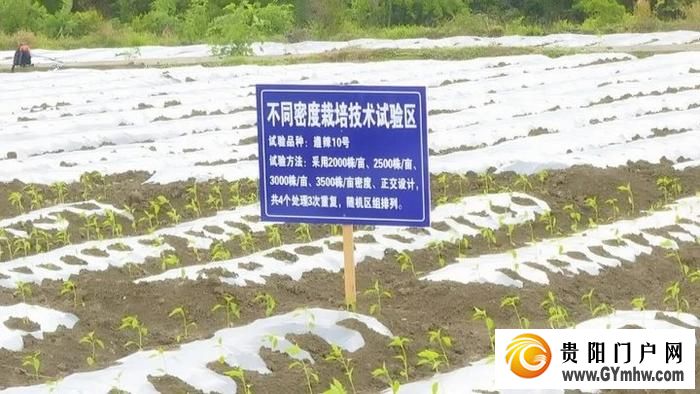 遵义新蒲:打造乡村产业新“椒”点(图6) 遵义新蒲:打造乡村产业新“椒”点(图6)