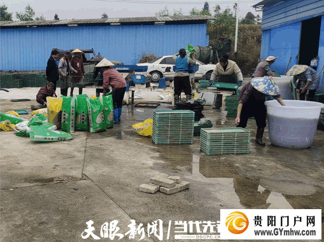 都匀市水稻机械化育秧有序推进(图2) 都匀市水稻机械化育秧有序推进(图2)