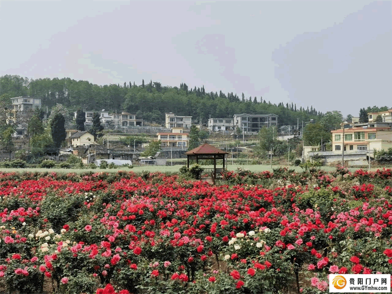 “五一”小长假 贵阳息烽县文安村月季花海开门迎客(图1) “五一”小长假 贵阳息烽县文安村月季花海开门迎客(图1)