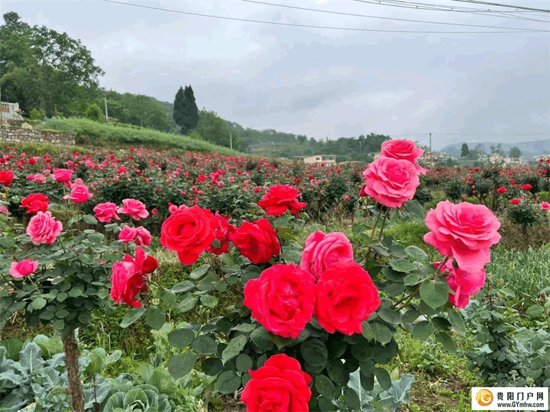 “五一”小长假 贵阳息烽县文安村月季花海开门迎客(图2) “五一”小长假 贵阳息烽县文安村月季花海开门迎客(图2)