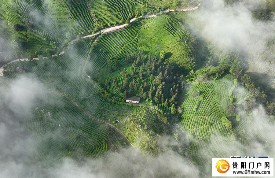 贵州丹寨:立夏时节茶园美(图2) 贵州丹寨:立夏时节茶园美(图2)