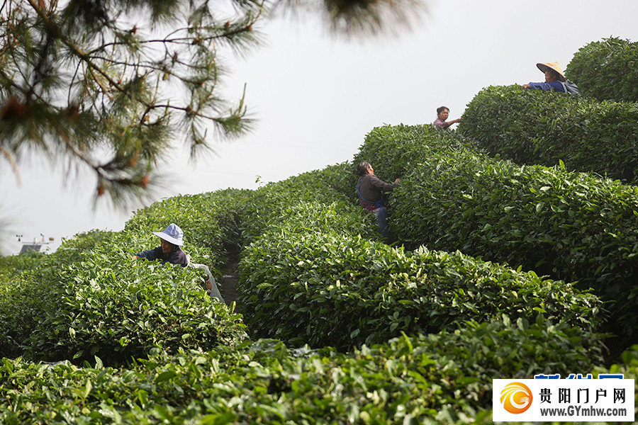 贵州丹寨:立夏时节茶园美(图5) 贵州丹寨:立夏时节茶园美(图5)