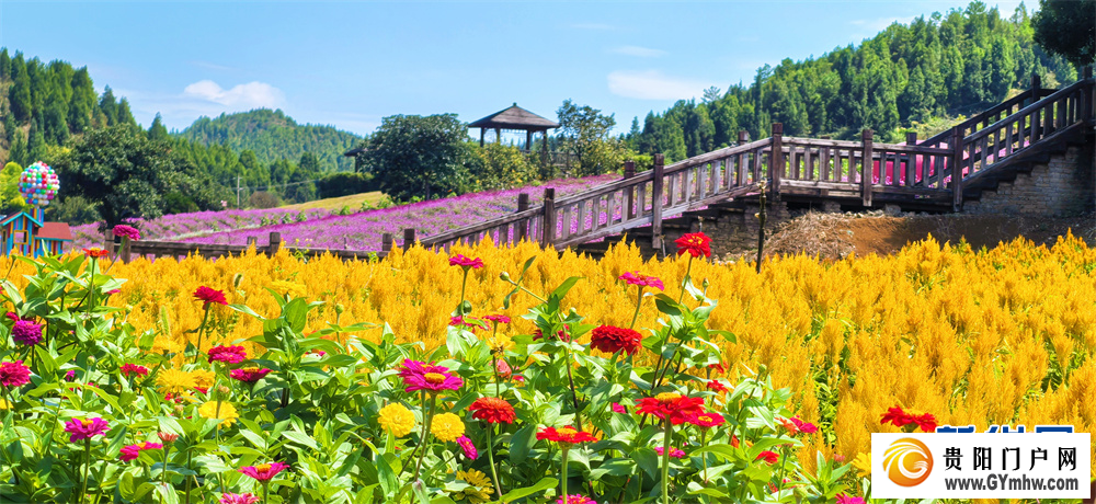贵州麻江:五彩花海引客来(图3) 贵州麻江:五彩花海引客来(图3)