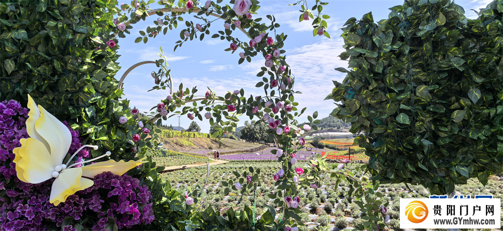 贵州麻江:五彩花海引客来(图6) 贵州麻江:五彩花海引客来(图6)