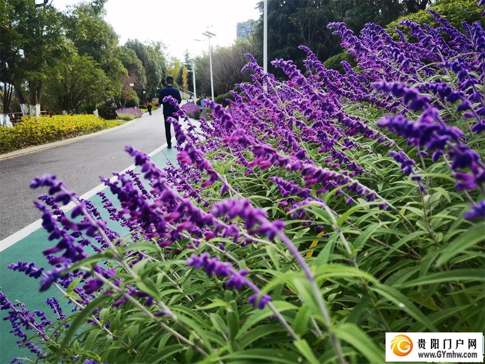 观山湖公园的鼠尾草花开了。摄于10月26日 (9) 秋日里的紫色浪漫!观山湖公园的鼠尾草花绚丽绽放(图2)