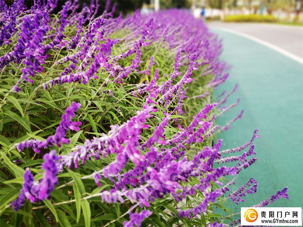 观山湖公园的鼠尾草花开了。摄于10月26日 (8) 秋日里的紫色浪漫!观山湖公园的鼠尾草花绚丽绽放(图1)