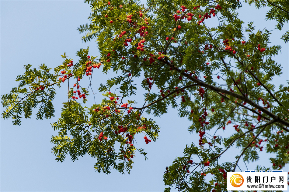 贵州从江:侗寨红豆杉果实满枝头(图2) 贵州从江:侗寨红豆杉果实满枝头(图2)