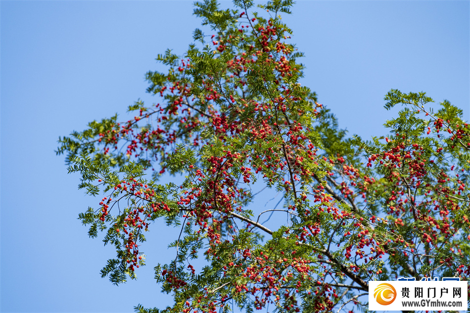 贵州从江:侗寨红豆杉果实满枝头(图4) 贵州从江:侗寨红豆杉果实满枝头(图4)