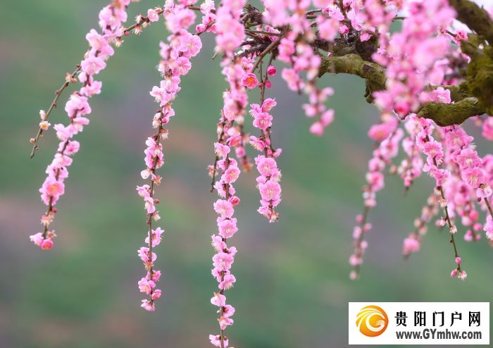 本周六开园!贵州梅园游玩攻略(图6) 本周六开园!贵州梅园游玩攻略(图6)