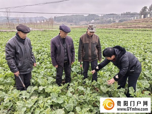 碧江:农技服务进田间 油菜管护促丰收(图1) 碧江:农技服务进田间 油菜管护促丰收(图1)