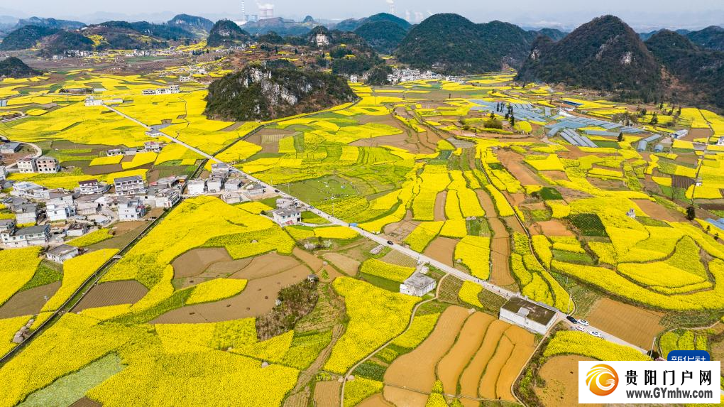 贵州：油菜花海绽春光(图2)