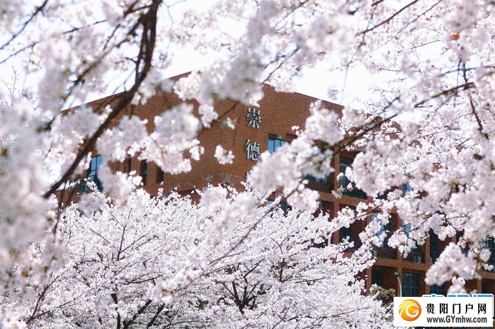 贵州大学校园满屏青春“樱花”而来(图2)