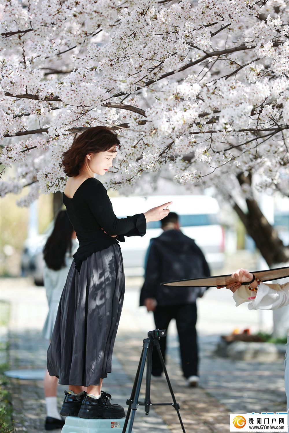 贵州大学校园满屏青春“樱花”而来(图3)